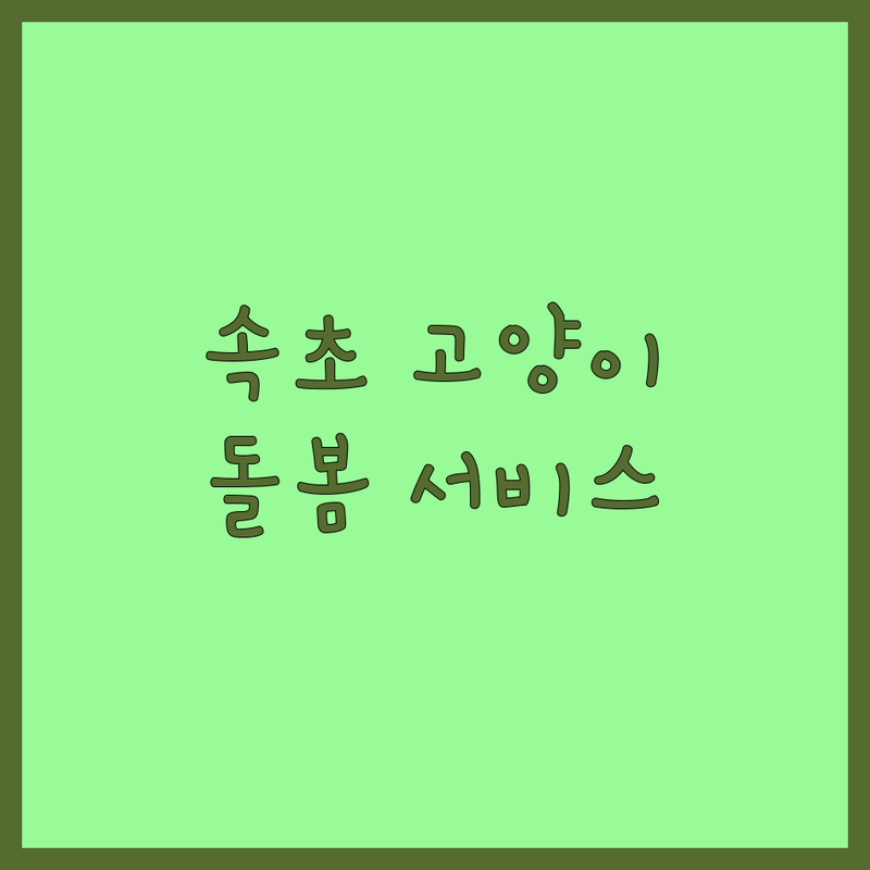 강원 속초시 고양이 돌봄 서비스 | 현지인이 추천하는 BEST 선택