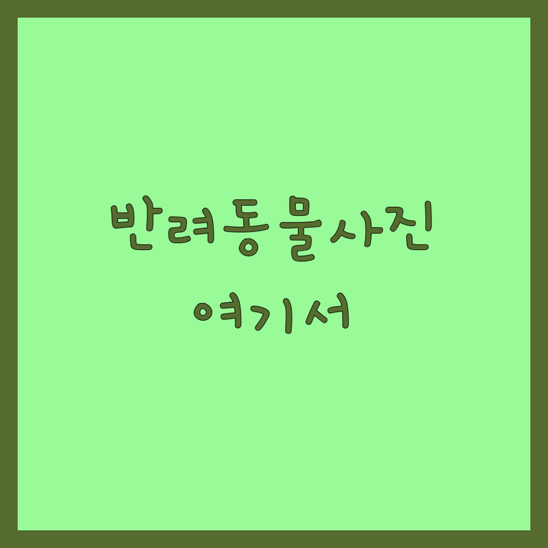 서울 반려동물사진 저렴한 곳 가격싼 곳 업체 추천 | 애견프로필 비용 가격 잘하는 곳 | 강아지 고양이 가족사진 증명사진 스냅사진 | 자연스러운 보정 친절한 작가 스튜디오 | 주차가능 예약필수 당일촬영